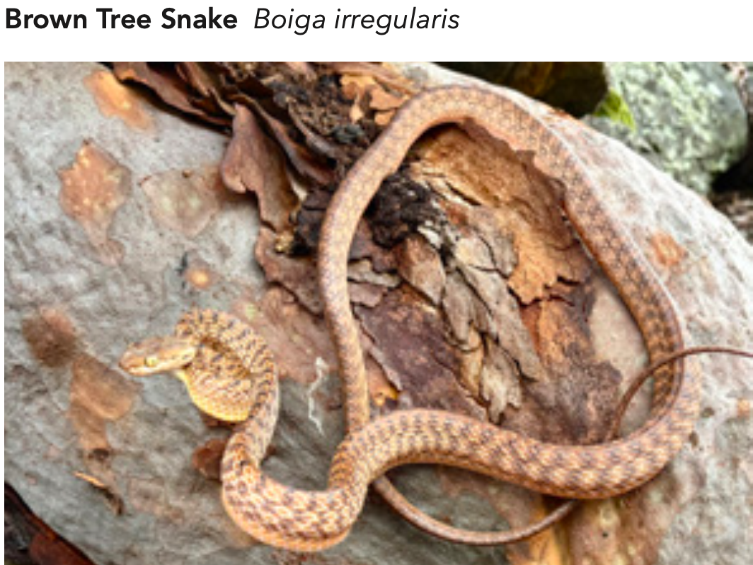 Brown Tree Snake