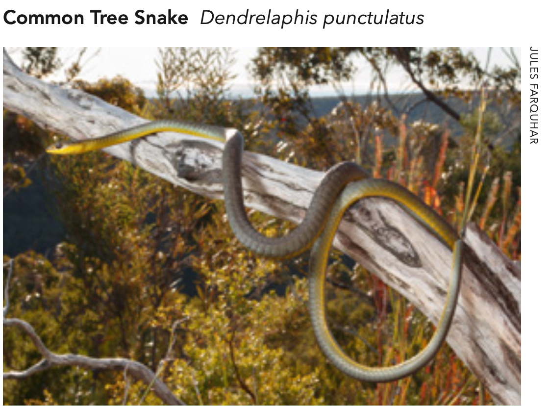 Green Tree Snake