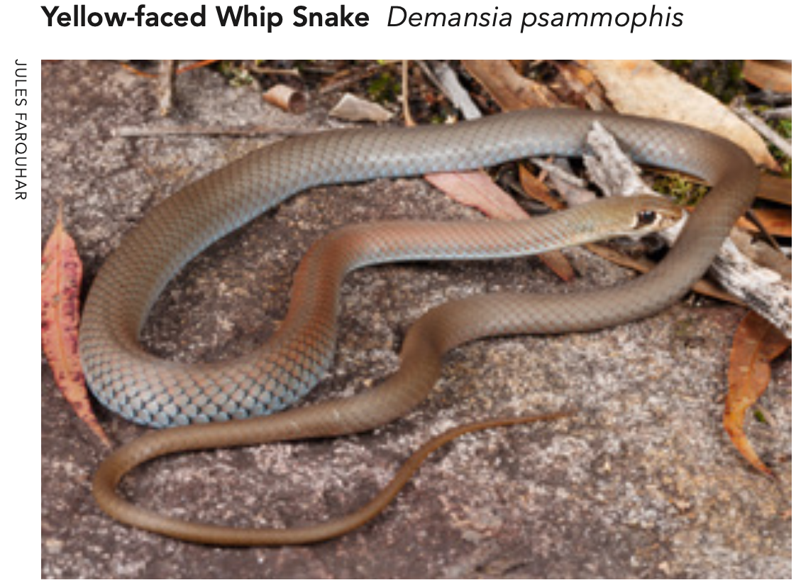 Yellow-faced Whip Snake