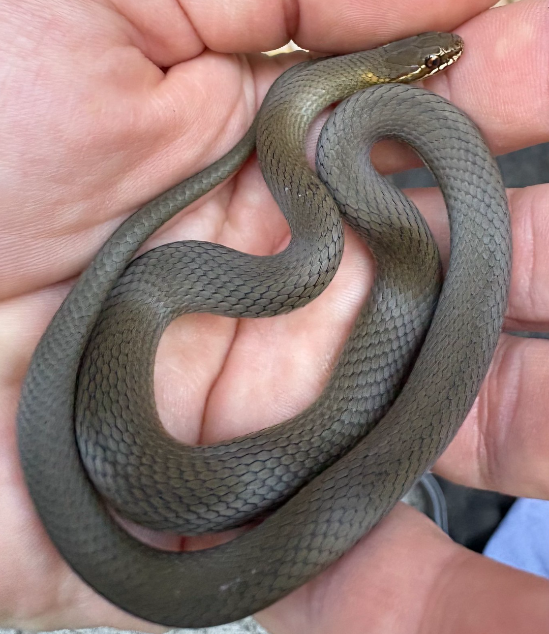 Marsh Snake