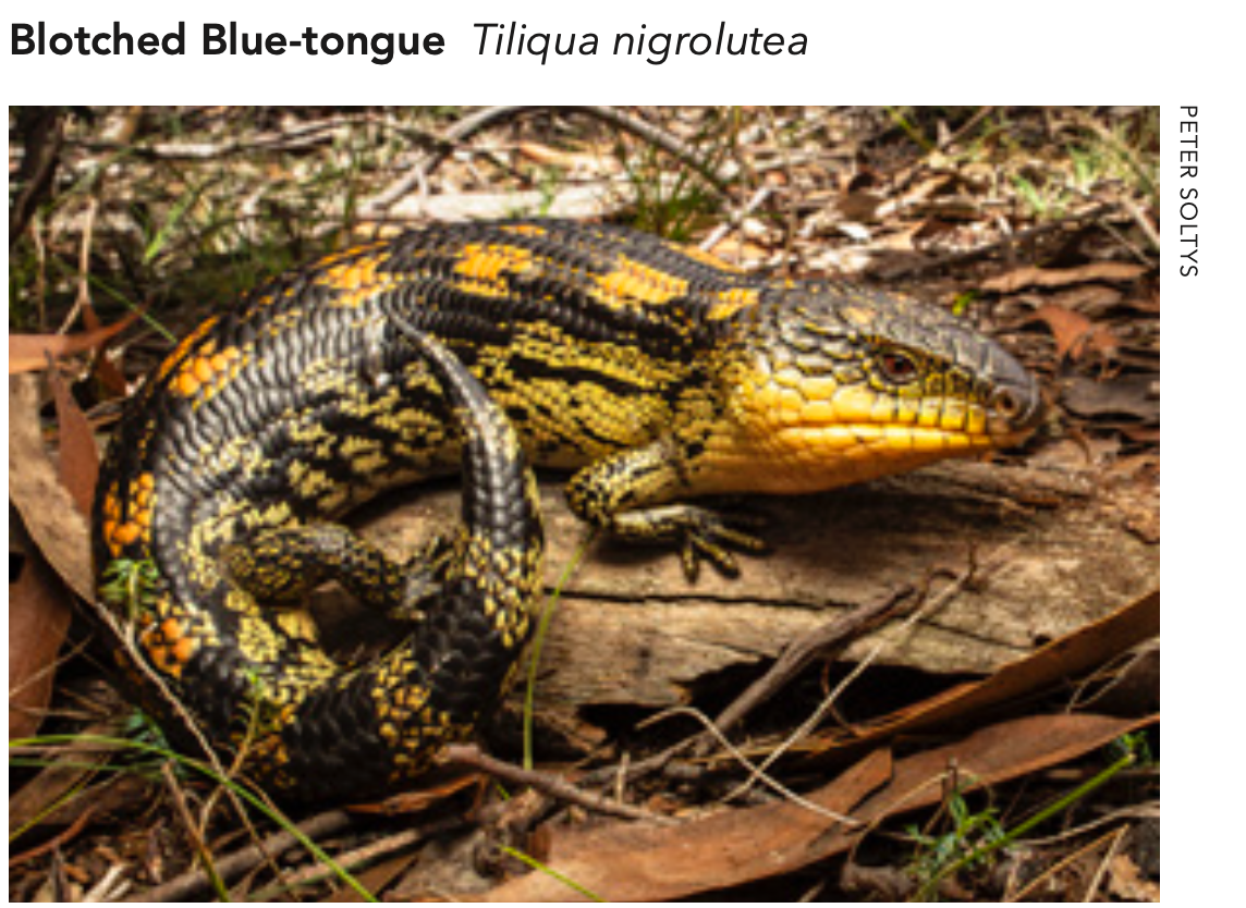 Blotched Blue-tongue