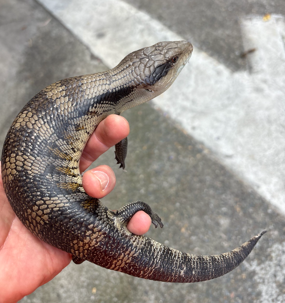 Eastern Blue-tongue