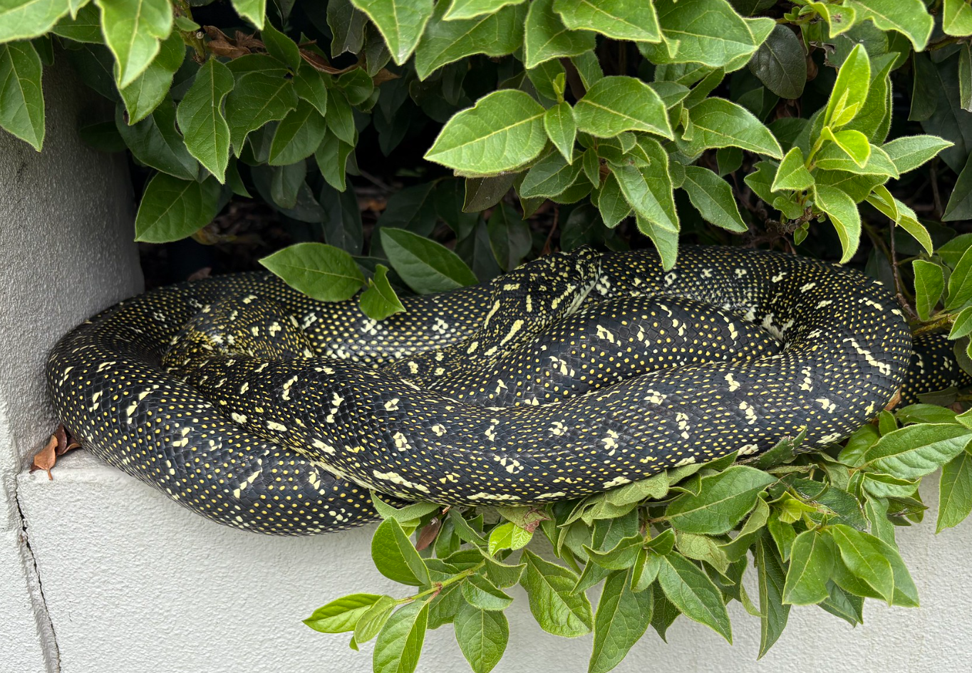 Diamond Python