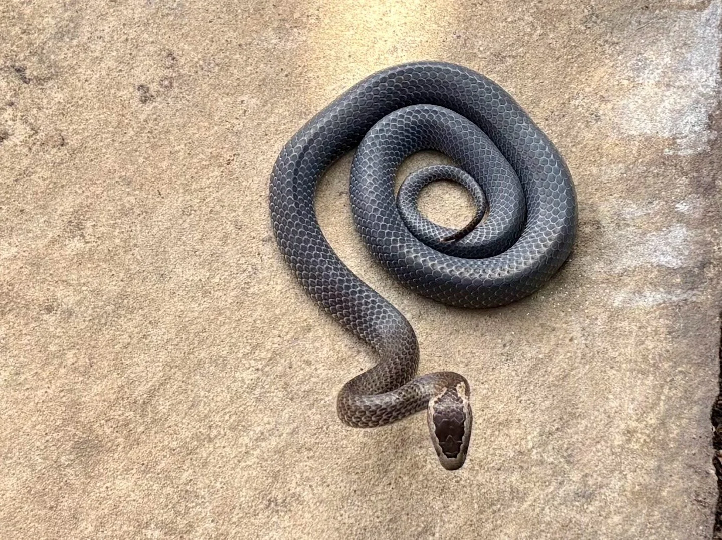 Golden-crowned Snake