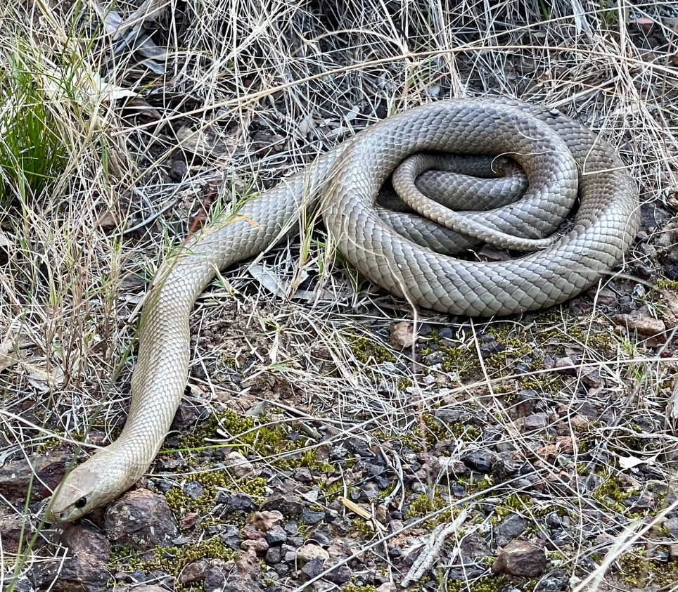 Eastern Brown Snake