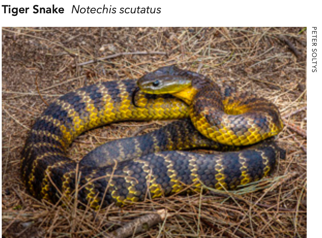 Tiger Snake