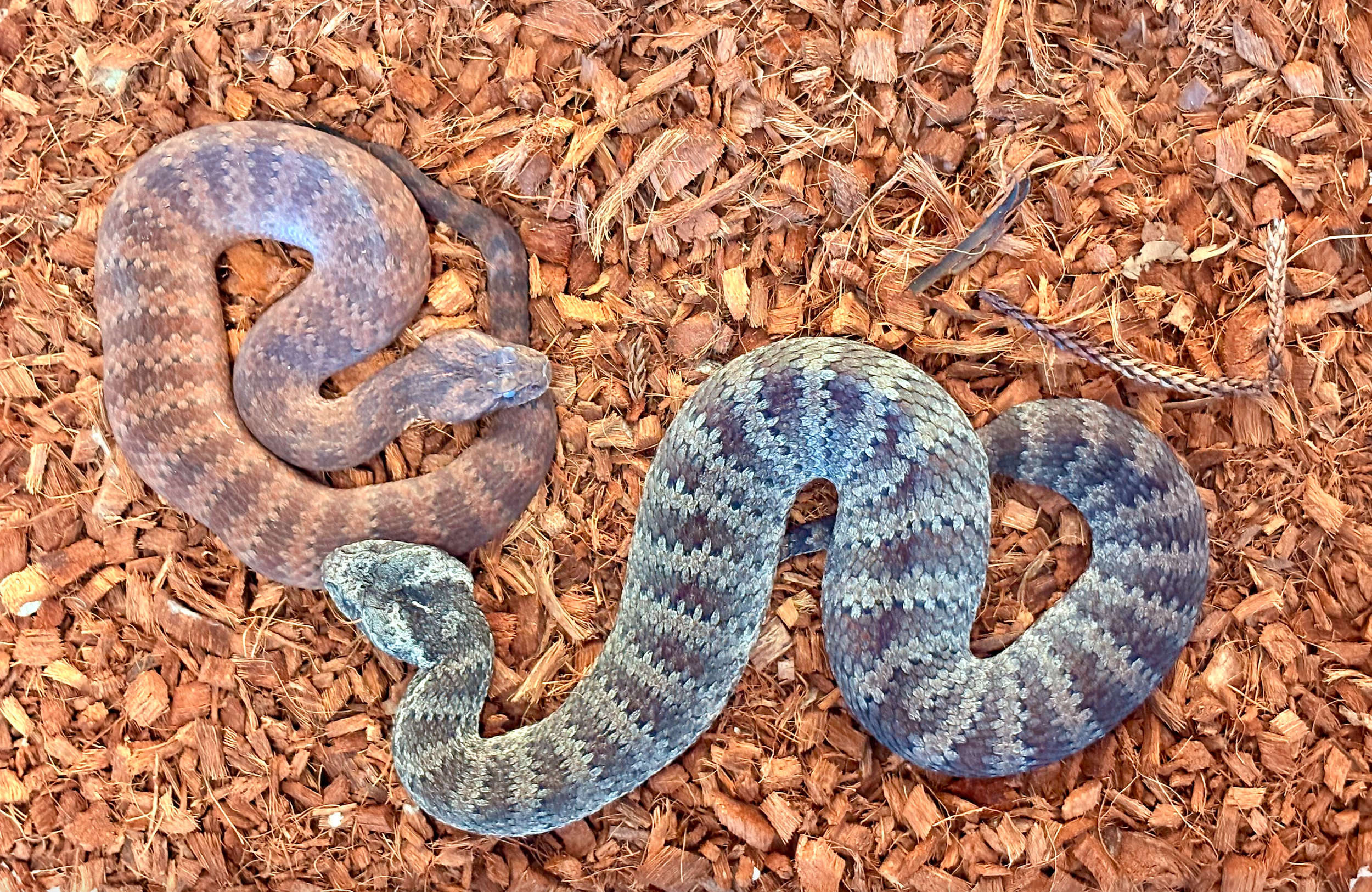 Common Death Adder