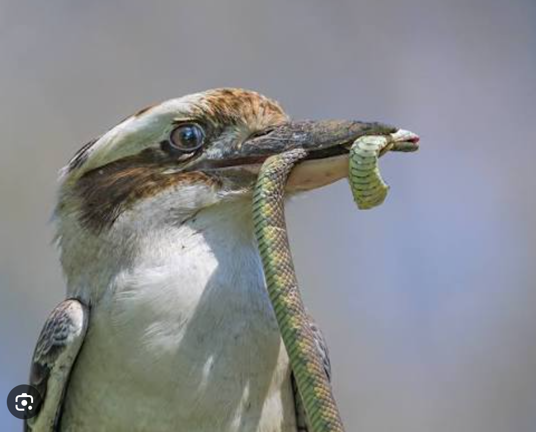 Kookaburras, Snakes and the Balance of Nature in Sydney