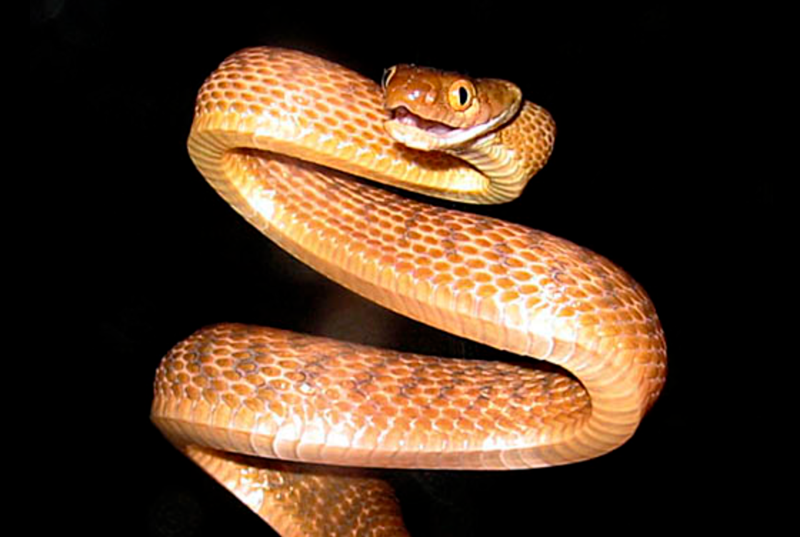 How an Australian Snake Changed an Entire Island