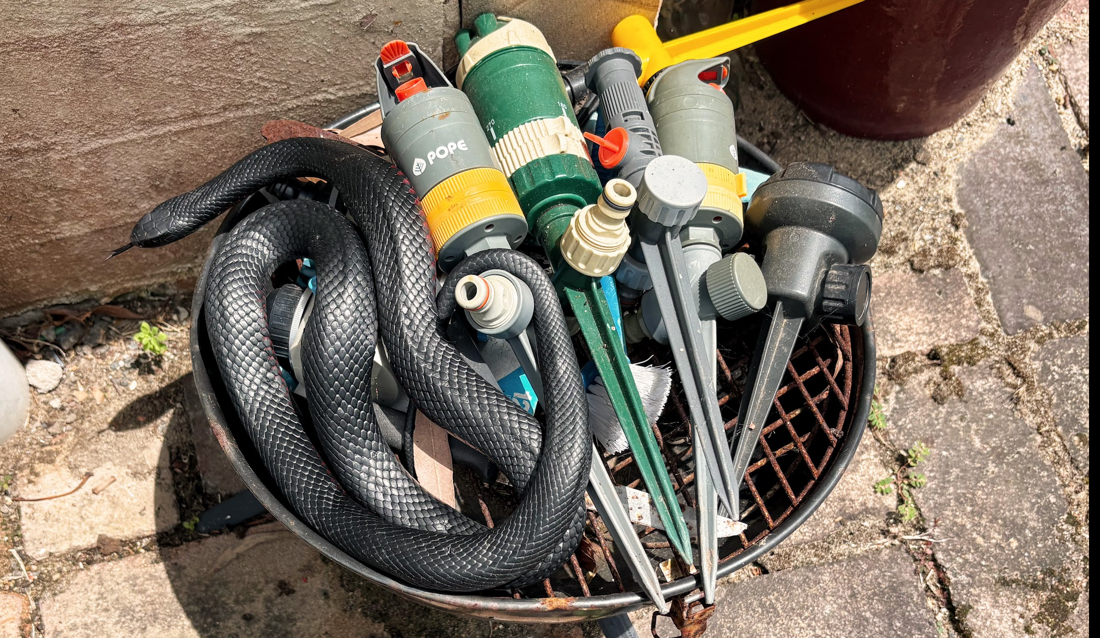 A Red Bellied Black Snake sheltering in an unused BBQ