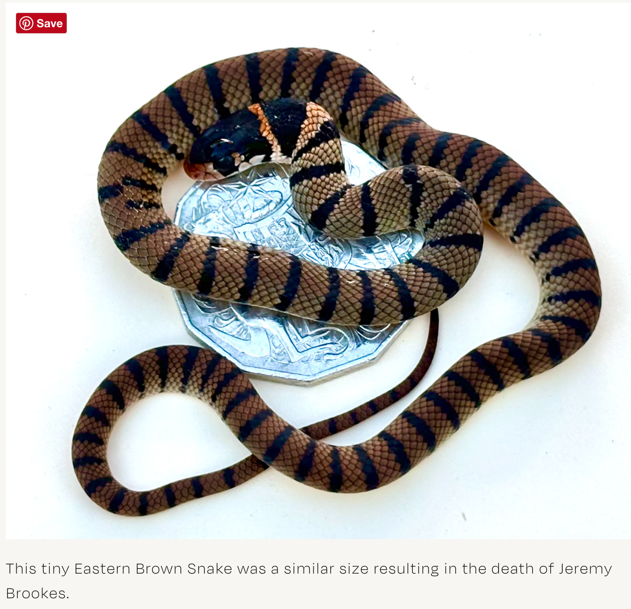 A tiny Eastern Brown Snake. Snakes this size are still capable of delivering a fatal bite. The banding will fade as the snake matures.