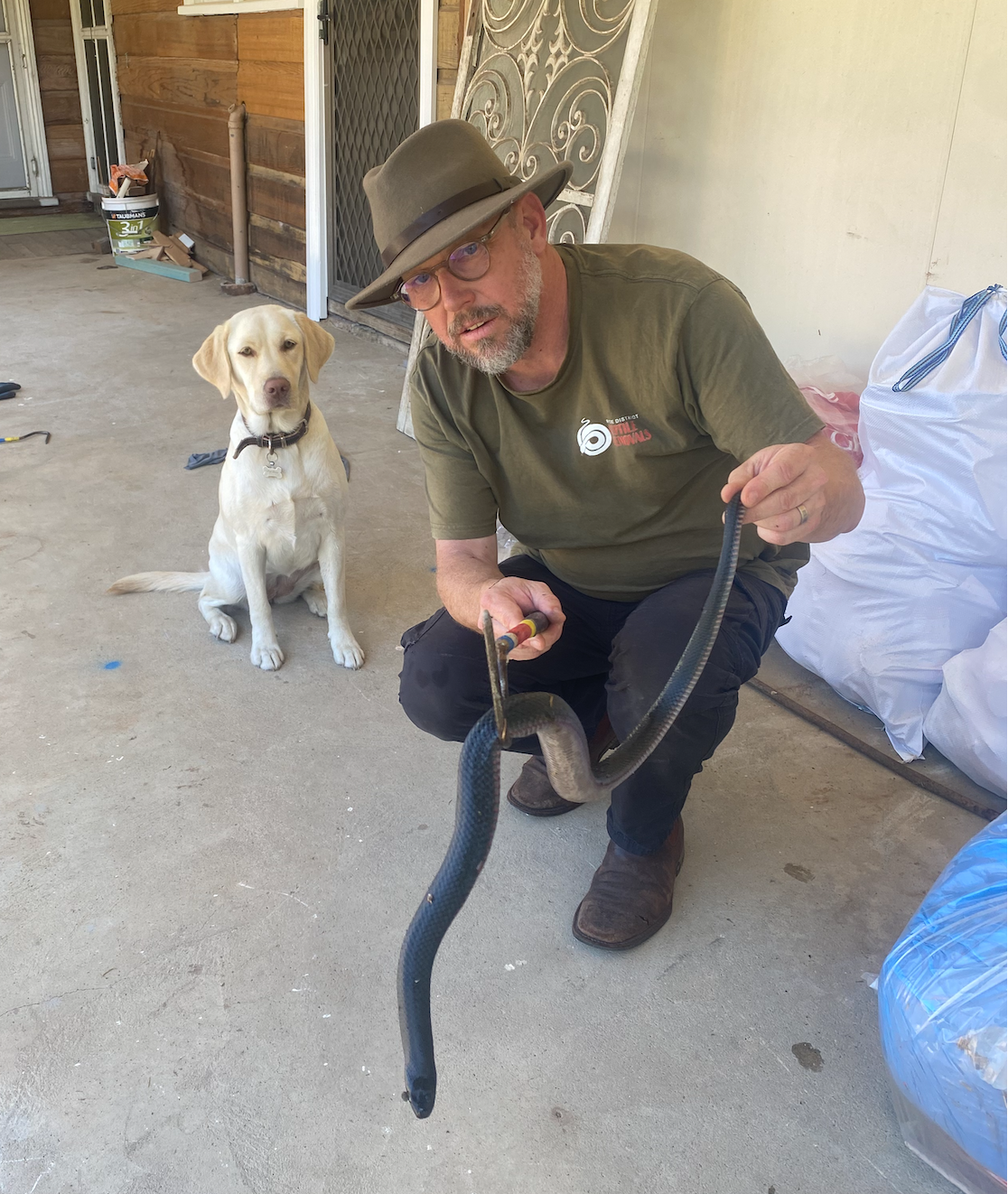 Snake Season and Your Dog: What You Need to Know