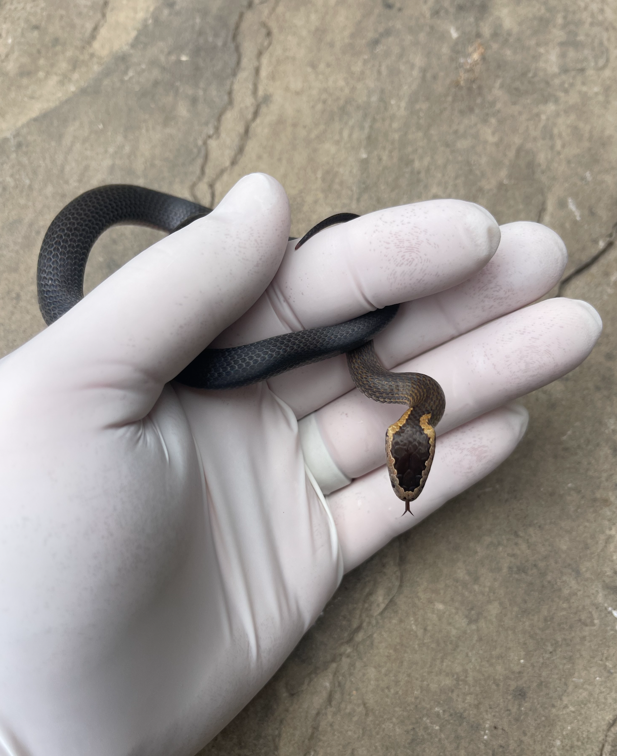 Golden Crowned Snake: FAQ After An Encounter. 