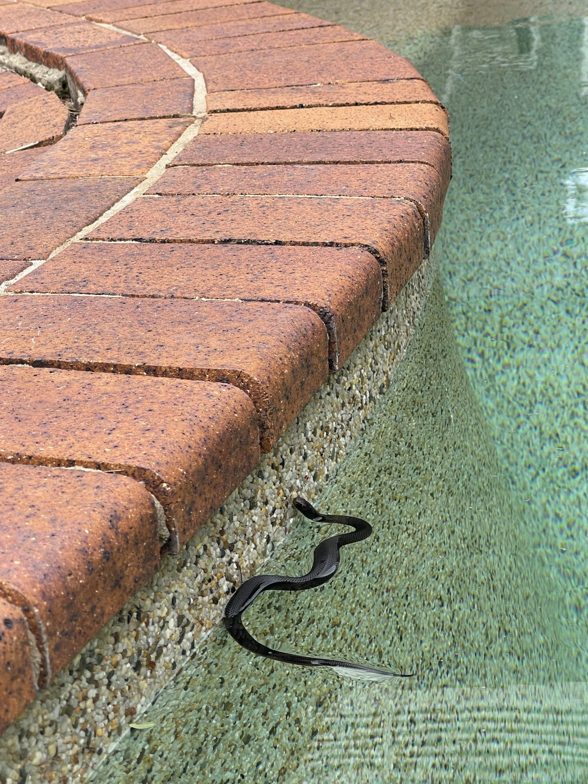 Pool Owners Advised to be Wary of Snakes During Sydney’s Hot Spell