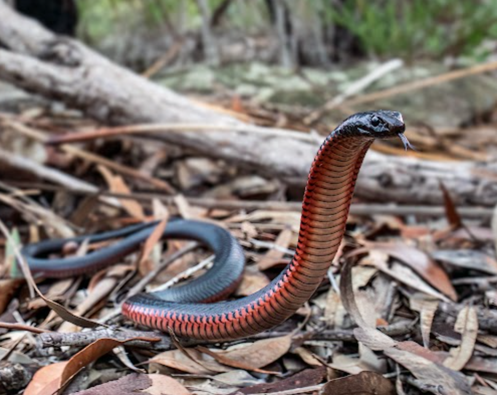 A Red Bellied Black Snake, typical of the ones we are called to relocate across Sydney.