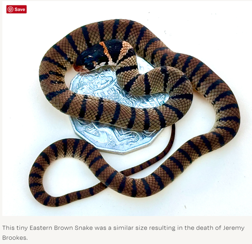 Eastern Brown Snake coiled on a coin, showing black and tan stripes