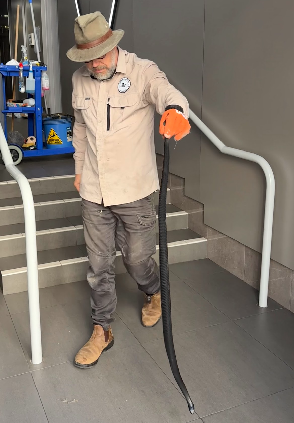 This adult Red Bellied Black Snake is typical of the ones we regularly remove from homes and businesses across Sydney.
