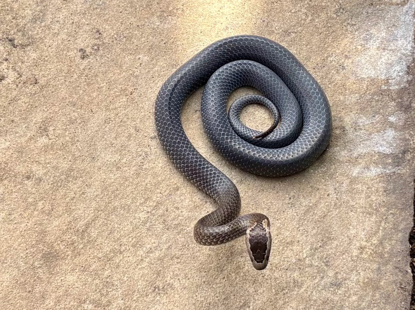 Golden-crowned Snake