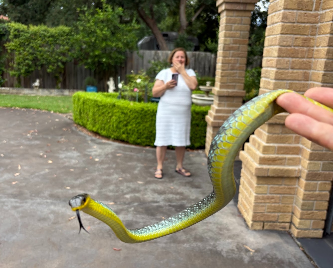 Person holding a snake near a brick wall with a woman in a white dress in the background smiling and holding her hand over her mouth in a garden setting.