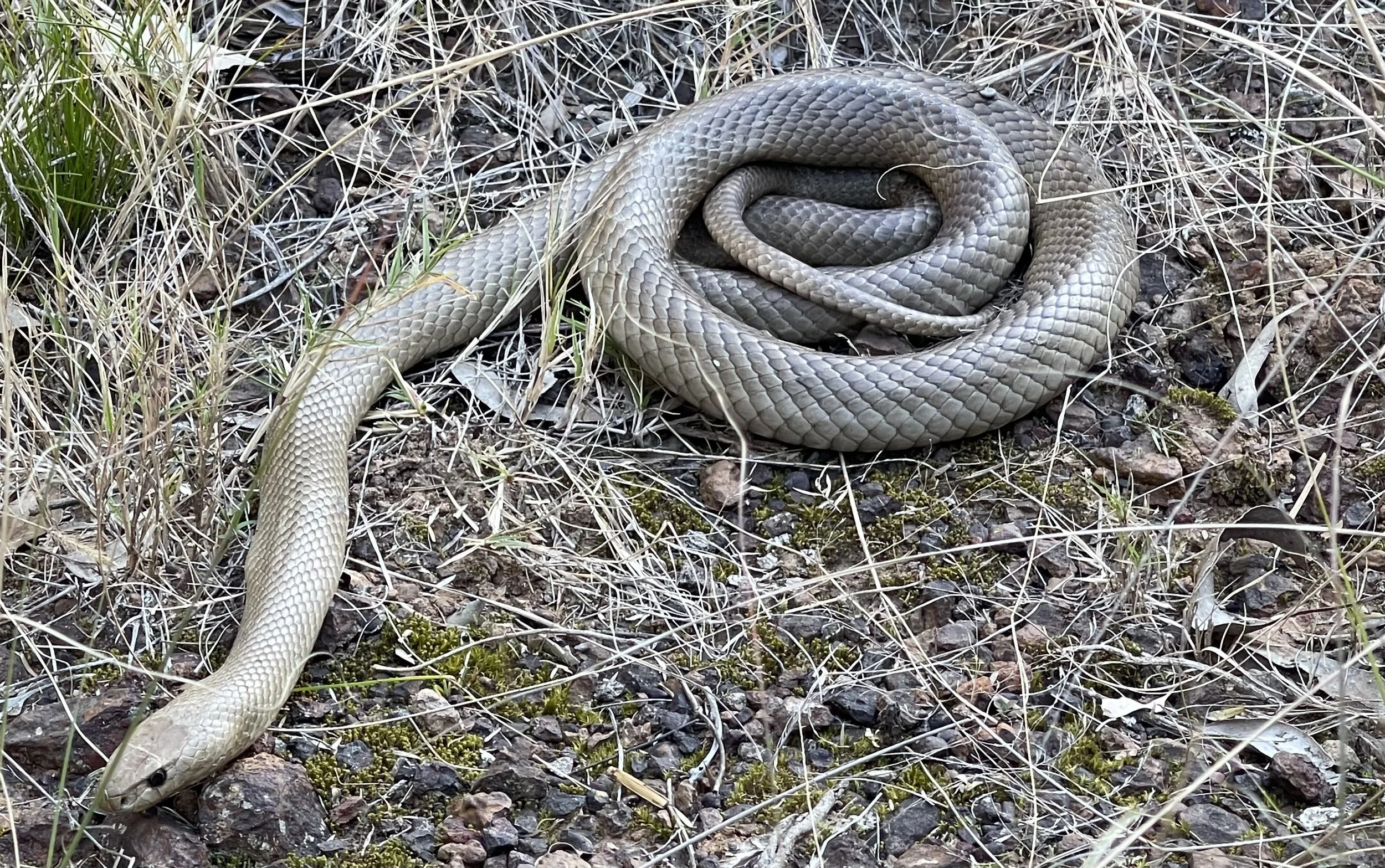 An Eastern Brown Snake, typical of the ones we are called to relocate across Sydney.