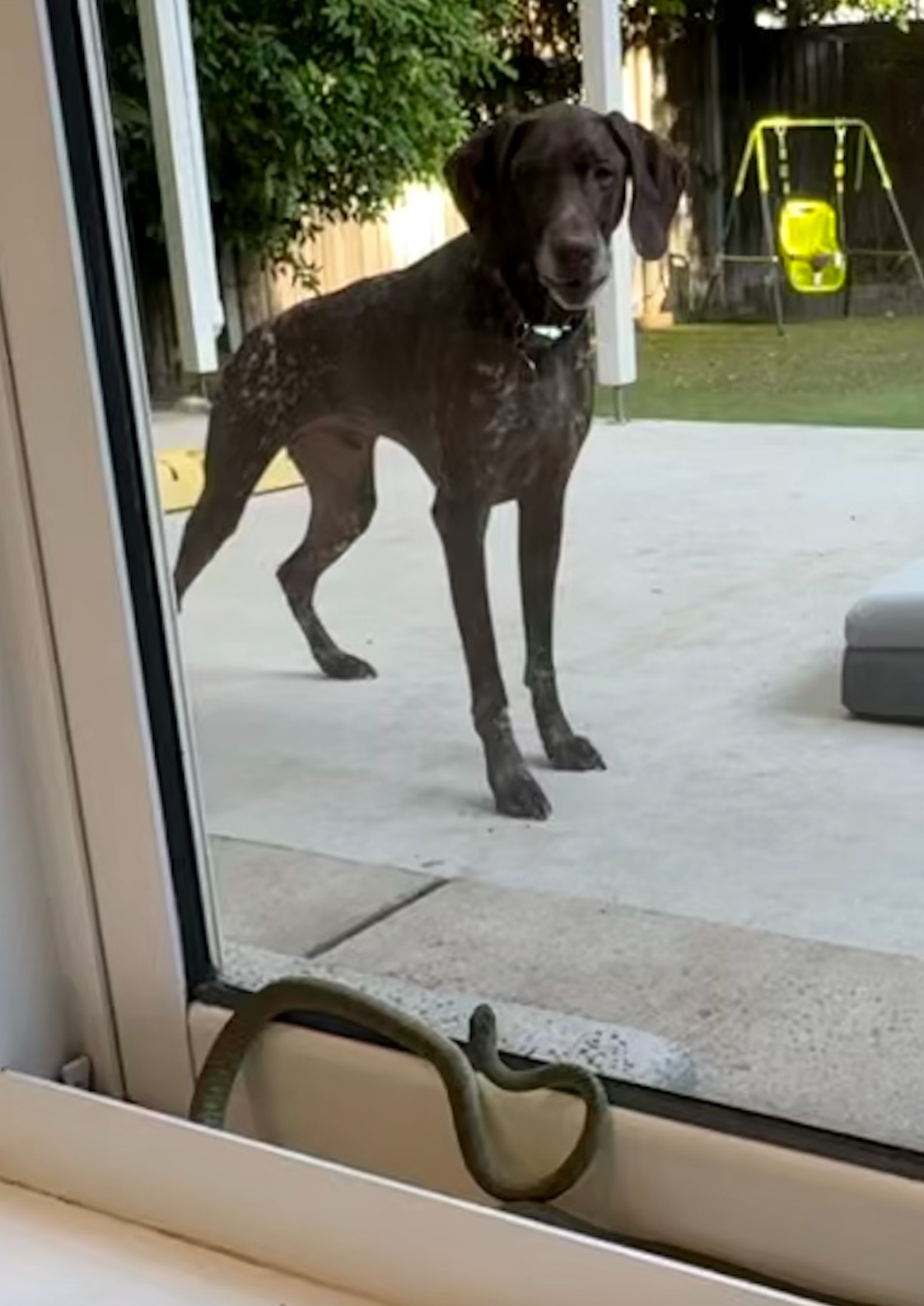 Green Tree Snake and Dog in Northmead