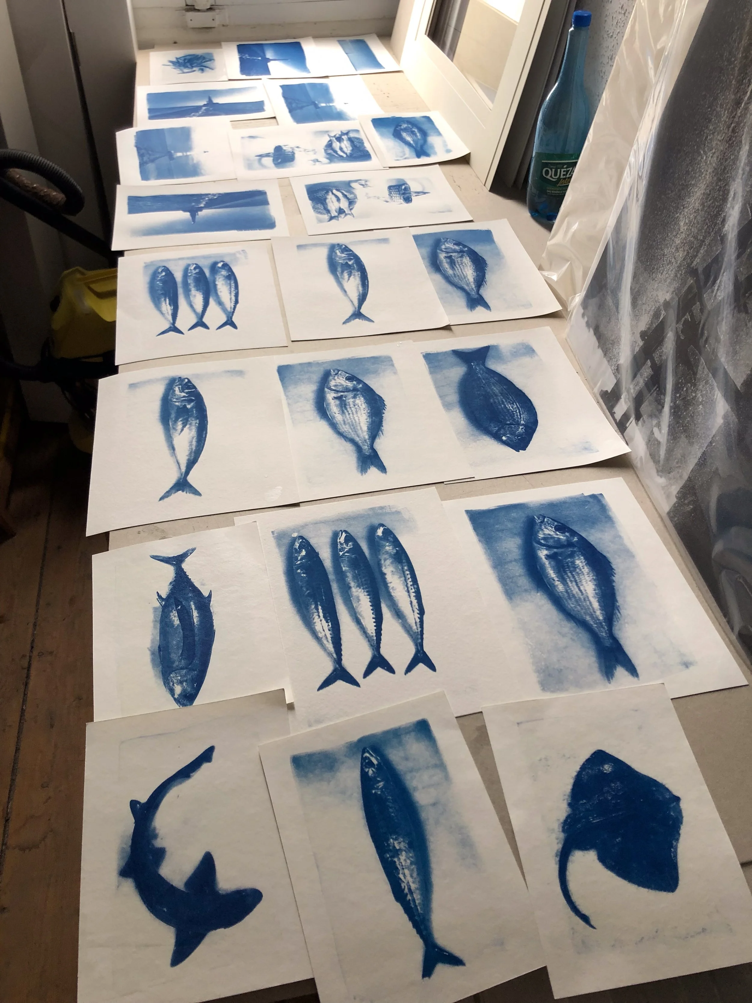 Cyanotype-Poissonnerie-Lycee (16 sur 18).jpg