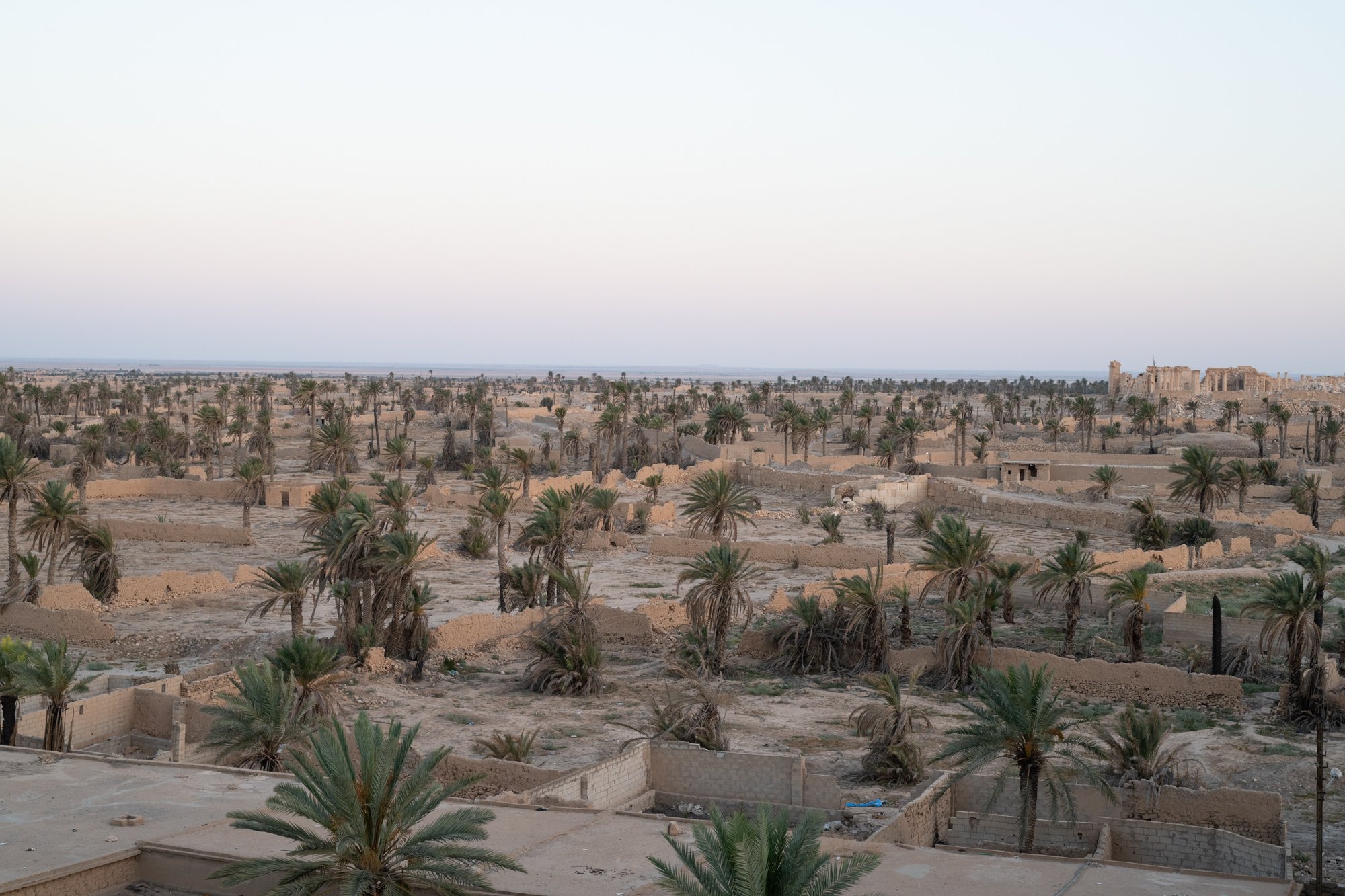 Palmyre_Syrie_Oasis_001.jpg
