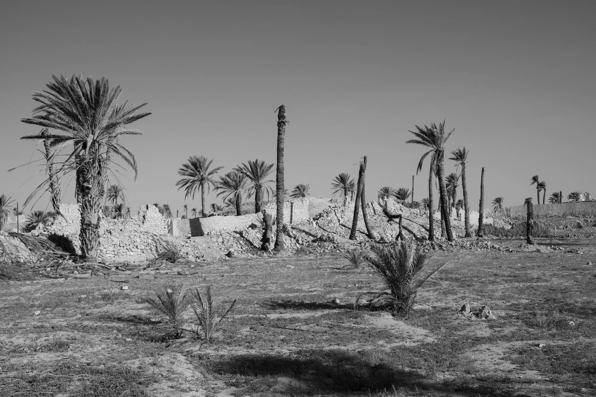 Palmyre_Syrie_Oasis_003.jpg