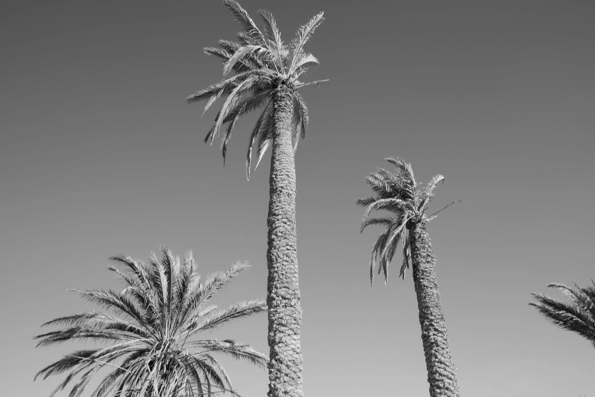 Palmyre_Syrie_Oasis_005.jpg