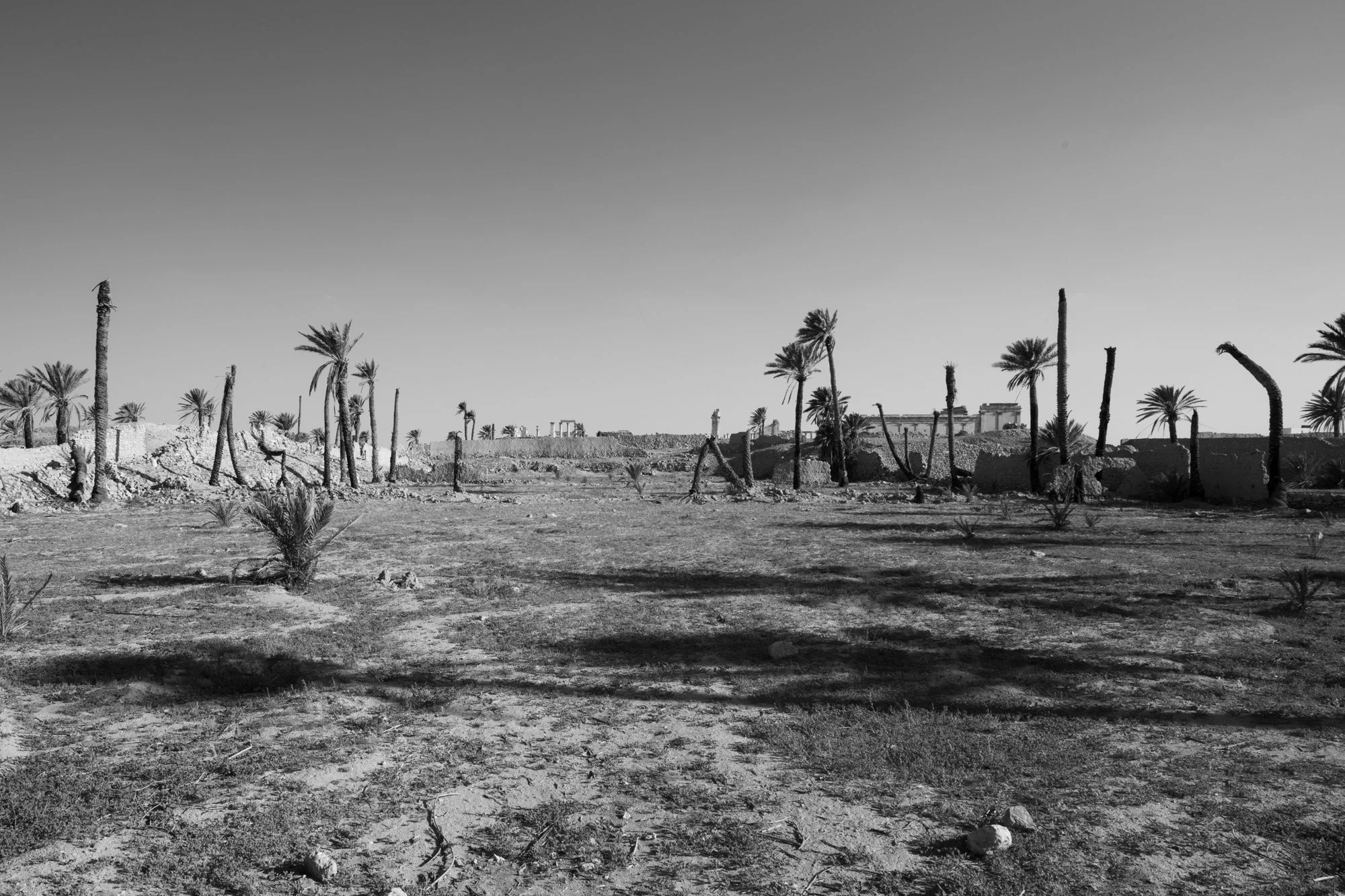 Palmyre_Syrie_Oasis_007.jpg