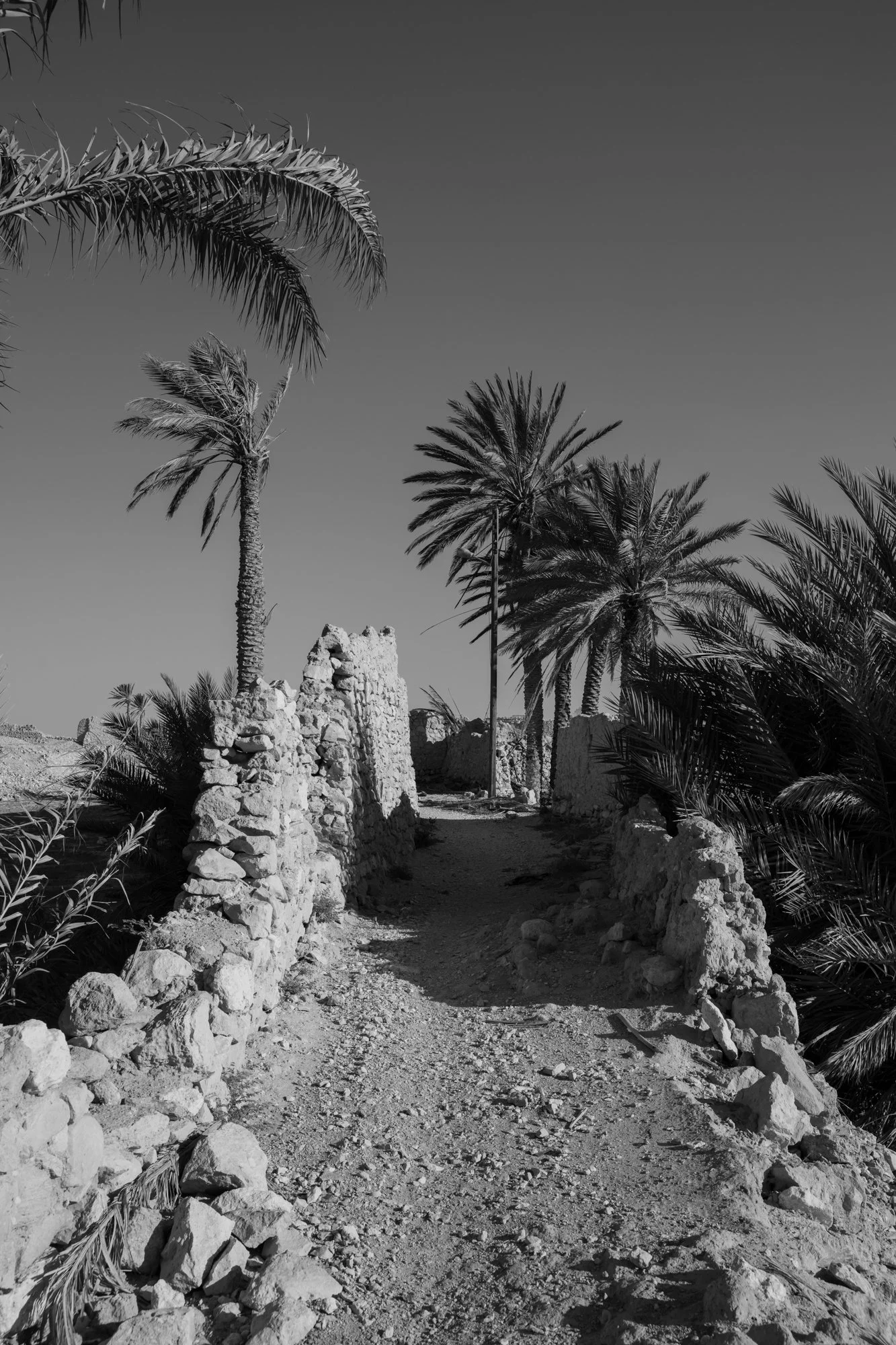 Palmyre_Syrie_Oasis_014.jpg