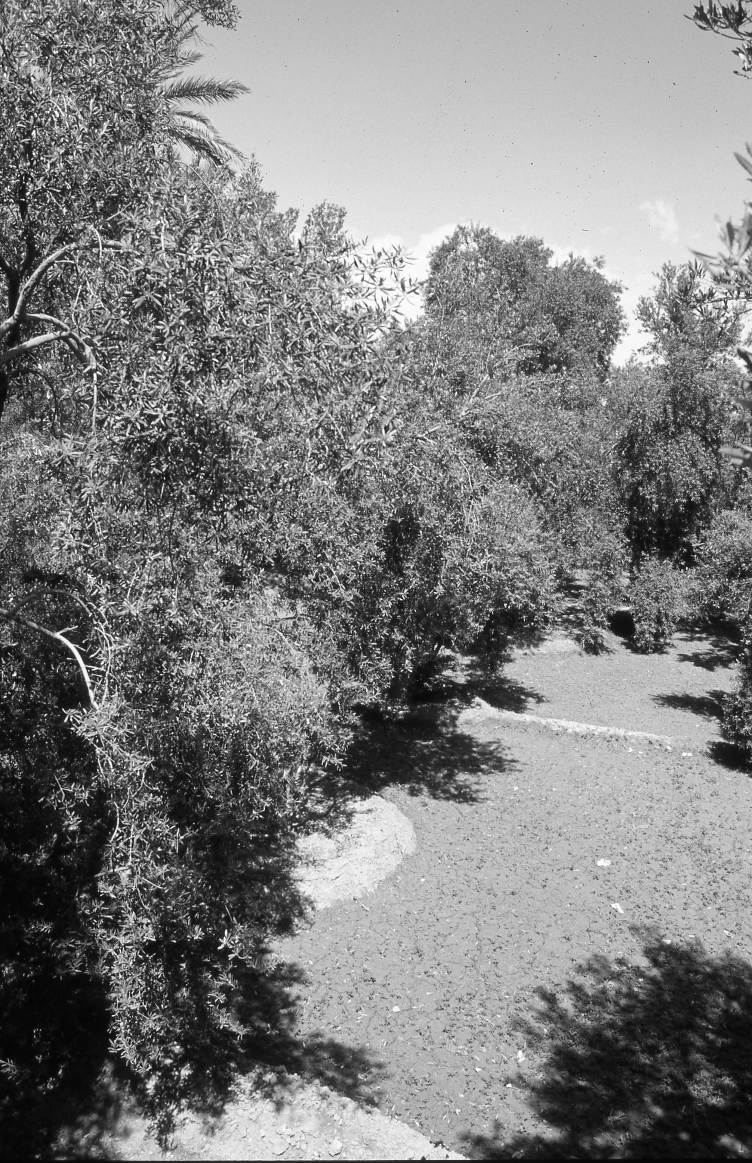 Ancien Palmyre (6 sur 9).jpg
