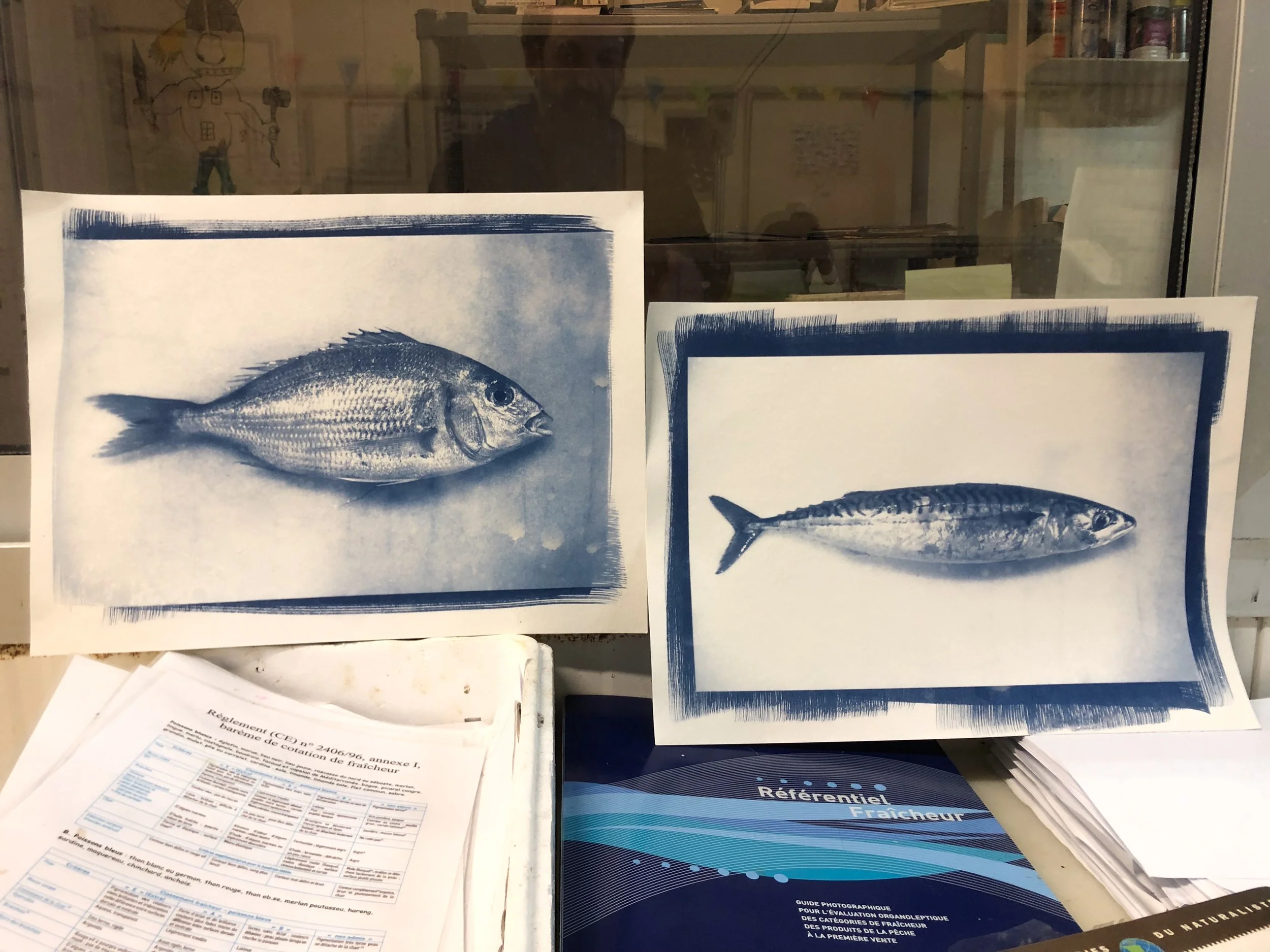 Cyanotype-Poissonnerie-Lycee (7 sur 18).jpg