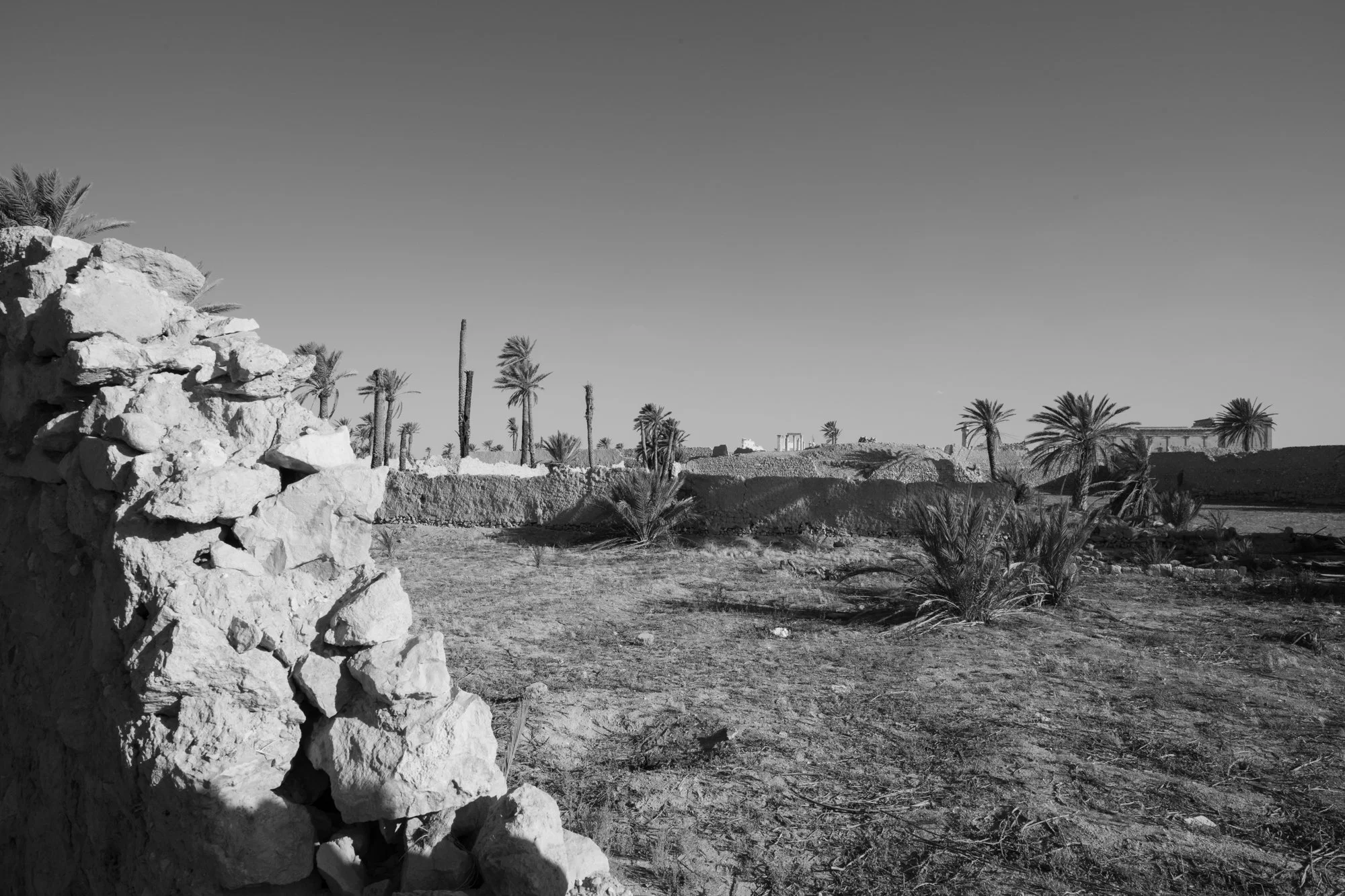 Palmyre_Syrie_Oasis_002.jpg