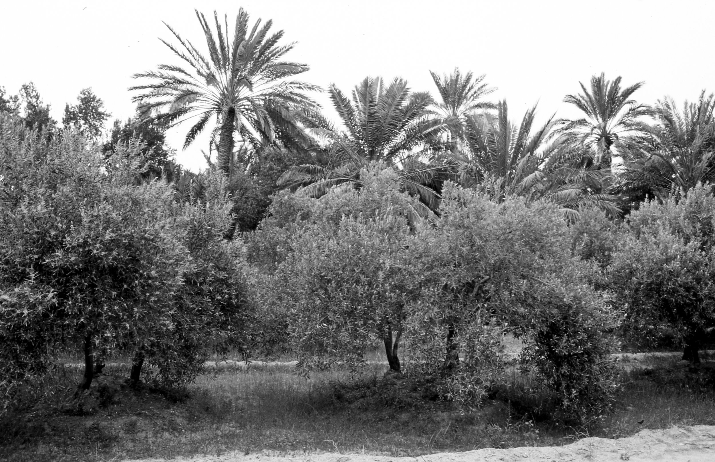 Ancien Palmyre (8 sur 9).jpg