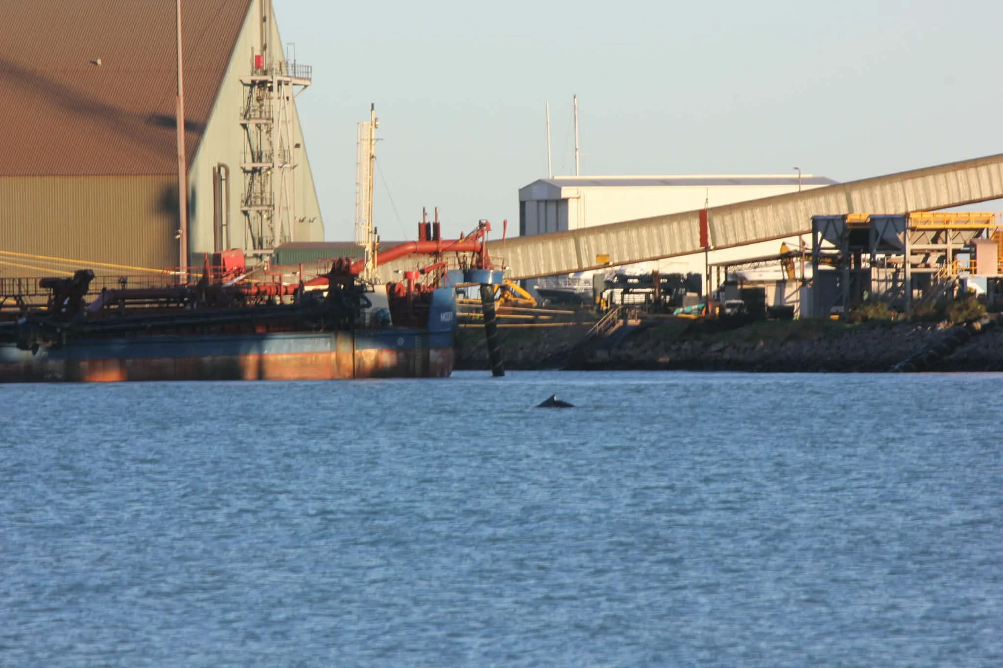 08072026_Humpback whale resighting in the port 2.jpg