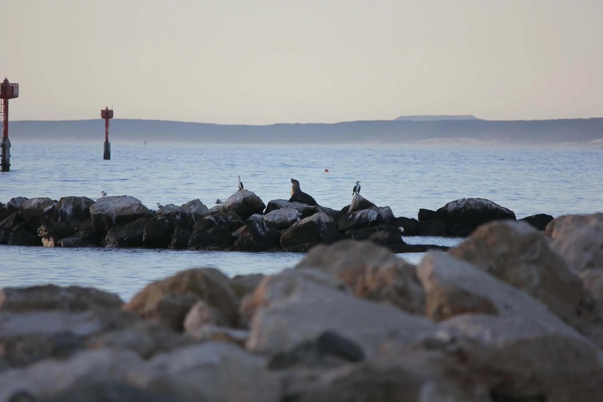 09072026_Sea lion on seal rocks.jpg