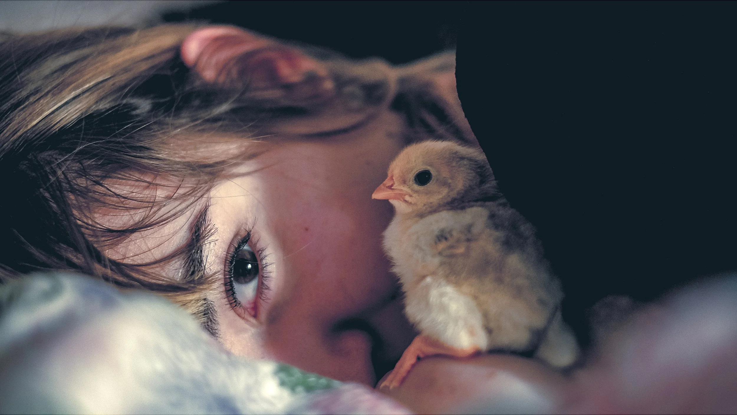 Pollitos_Mati_Vilamaniscle (10) copia.jpg