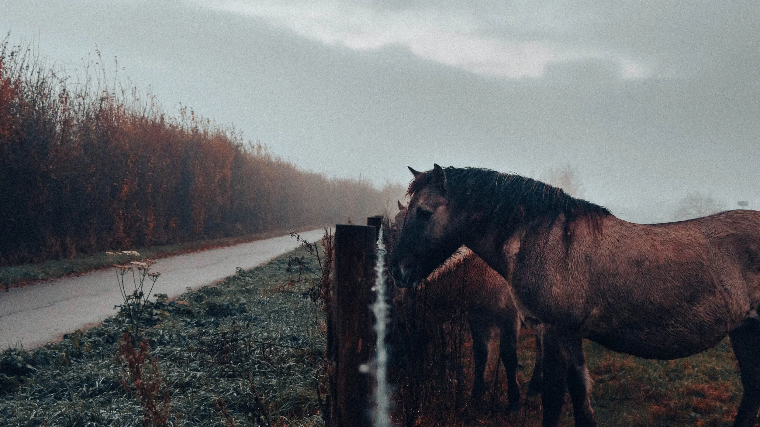 Horsus Pro Max Plus.jpg