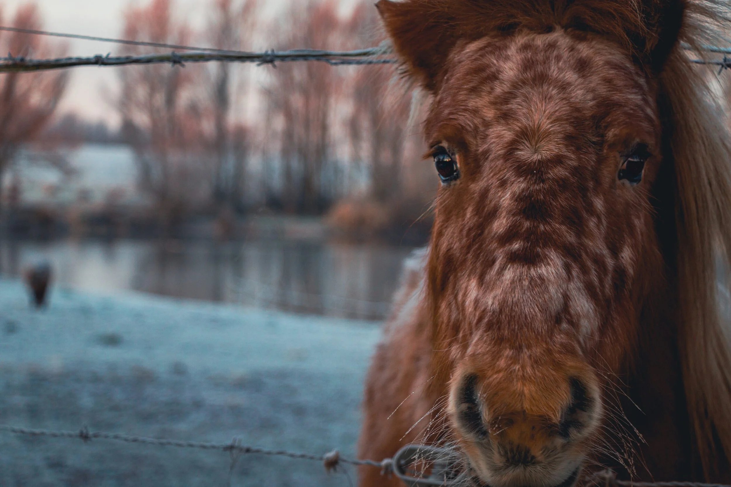 Horsus Cold Total.jpg