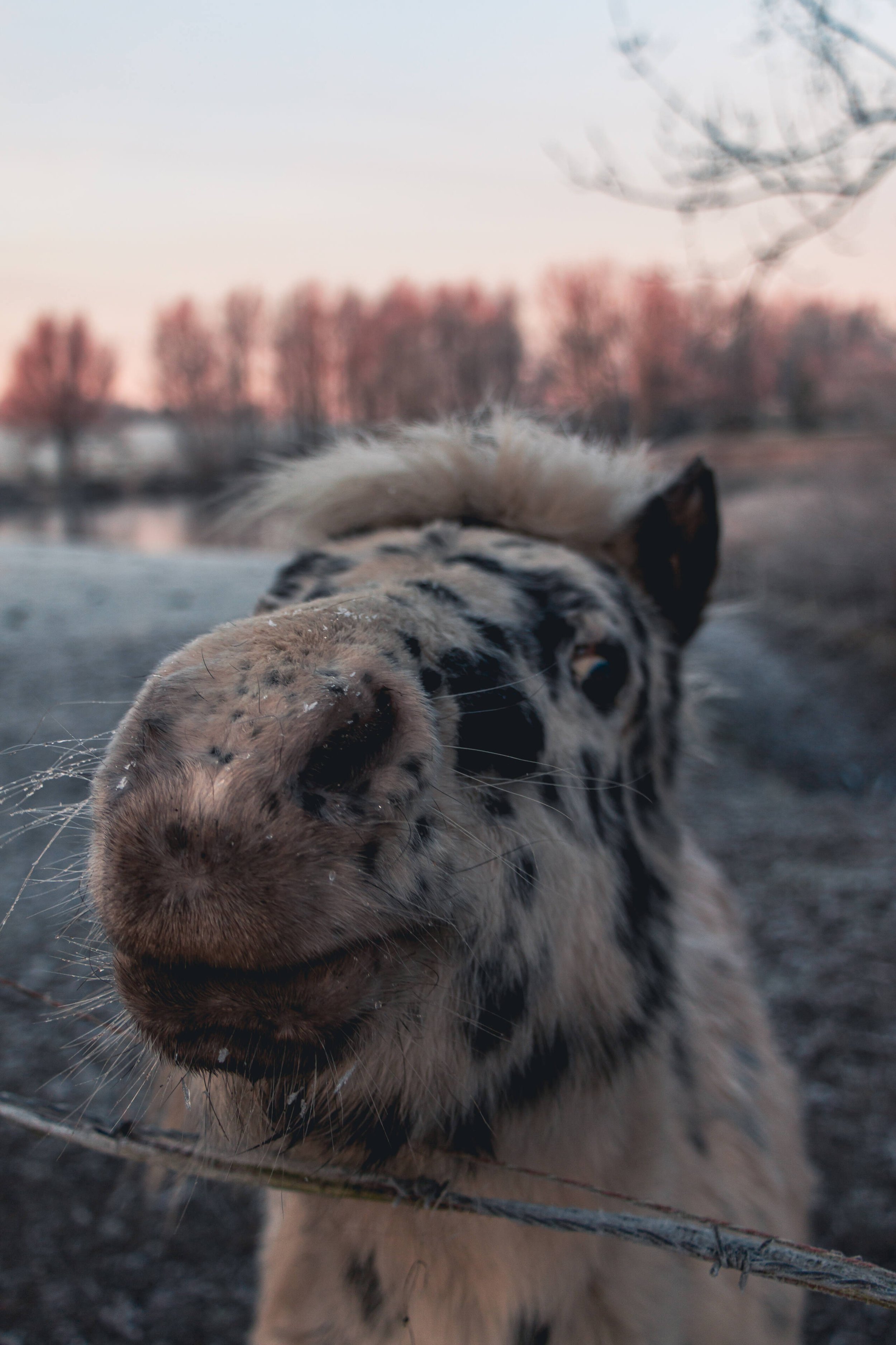 Horsus Cold White.jpg