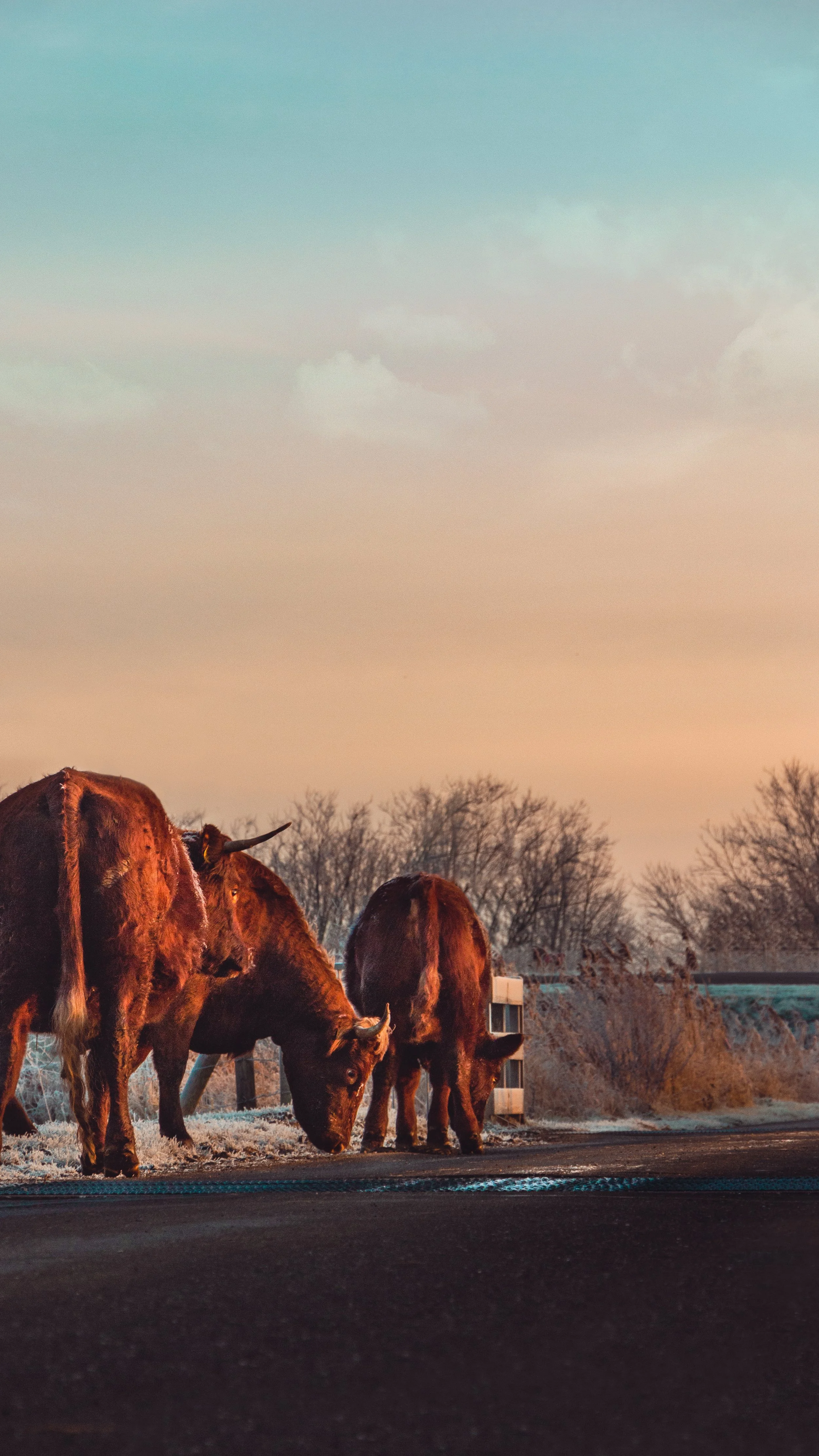 BullsIce Pro Max.jpg