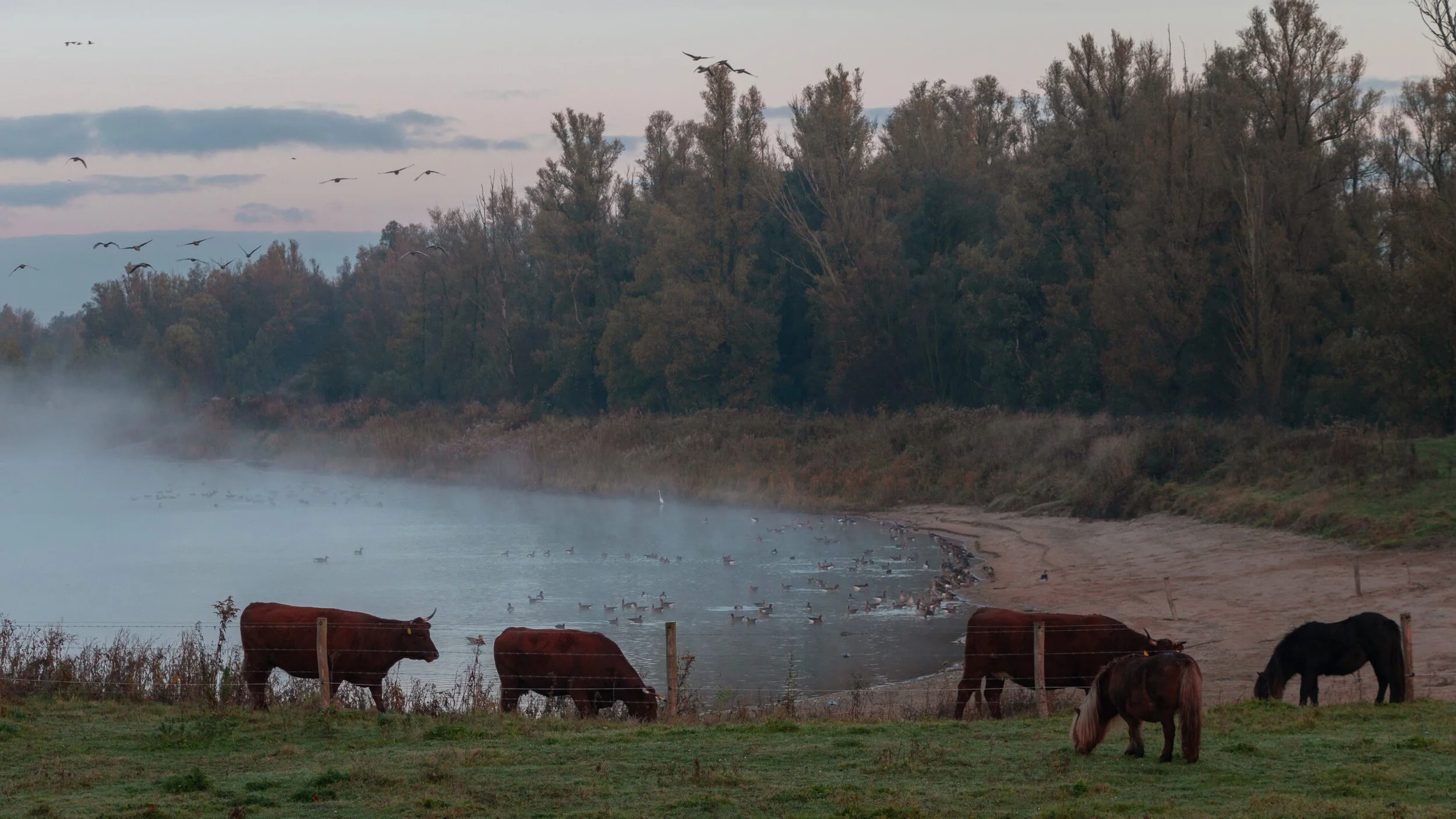 Zandfabriek Zoo Too.jpg