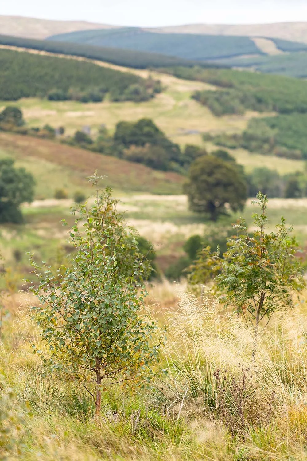 tree planting Dumyat.jpg