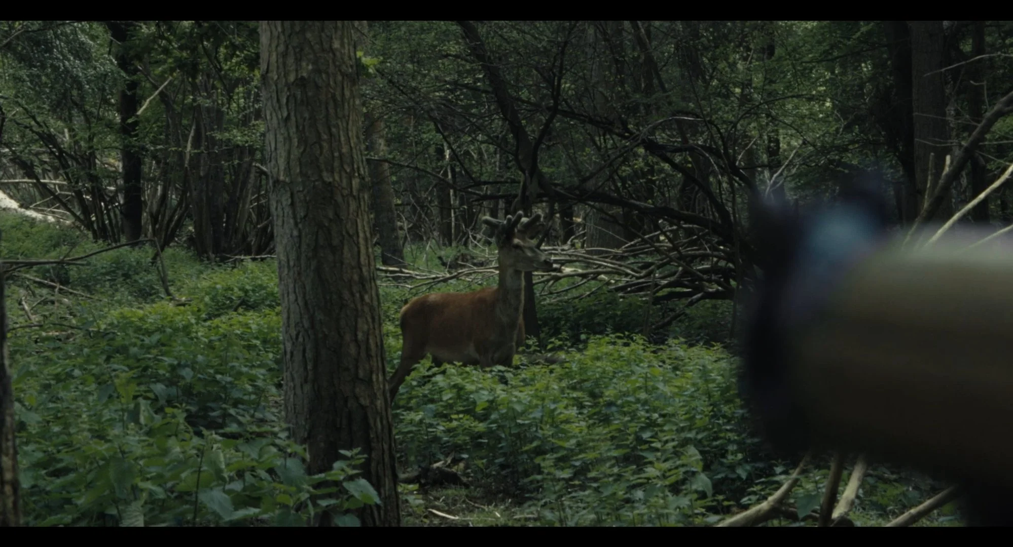 Still 2025-03-14 172310_1.1.5.jpg