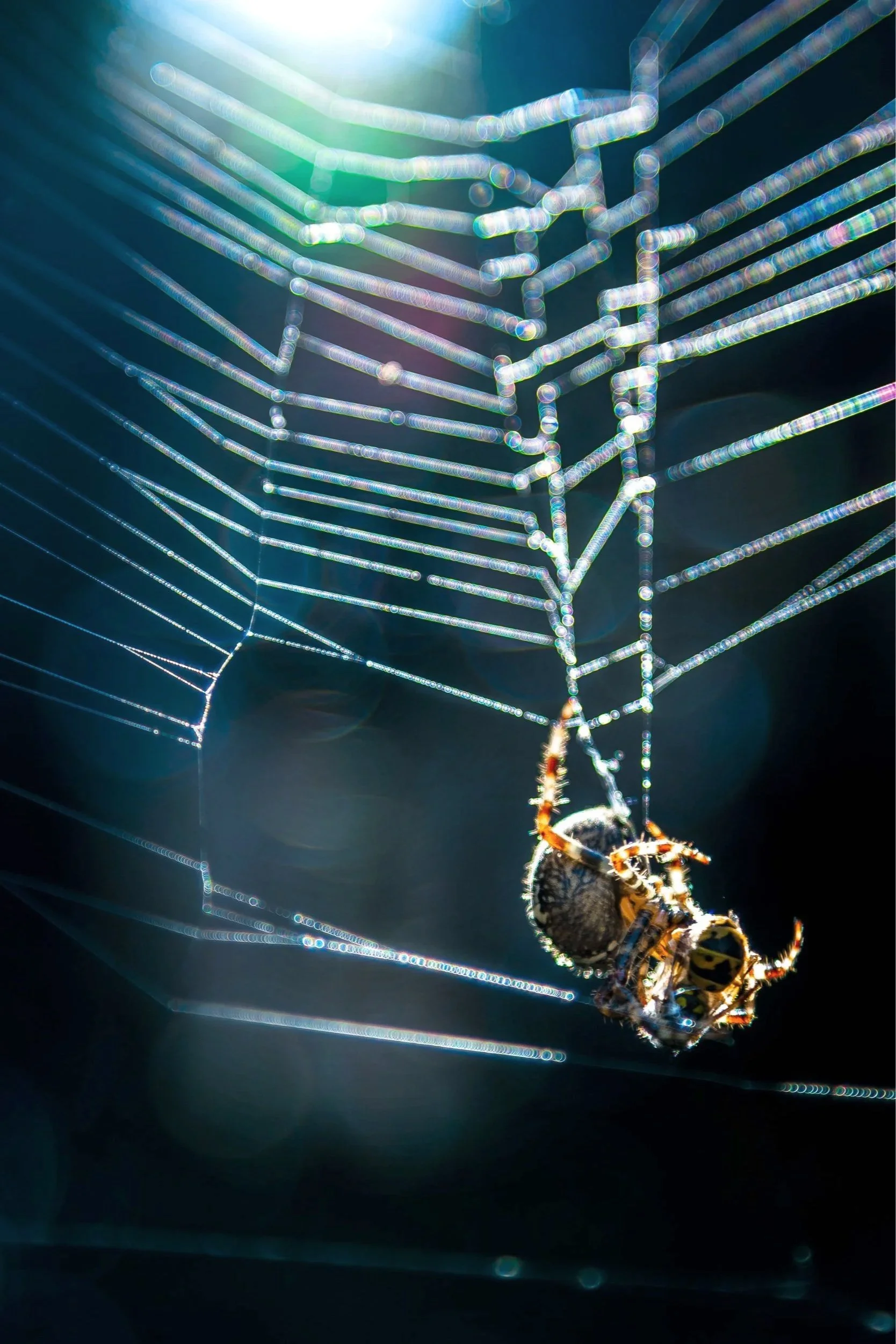 Spider.jpg