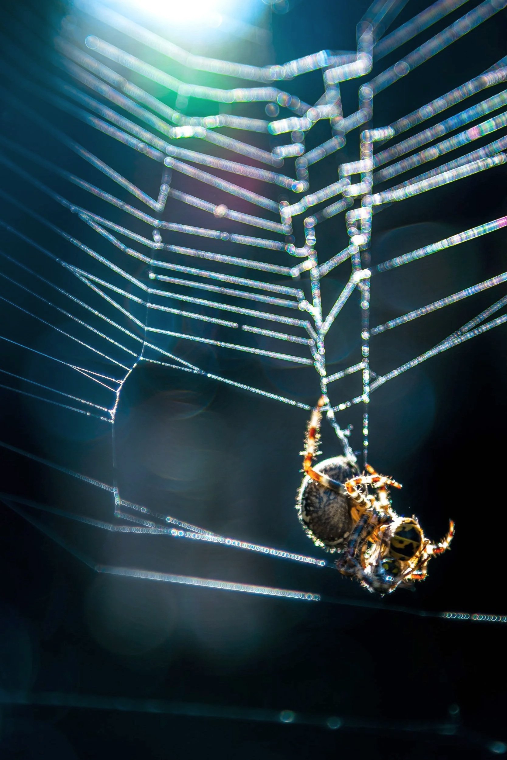 Spider.jpg