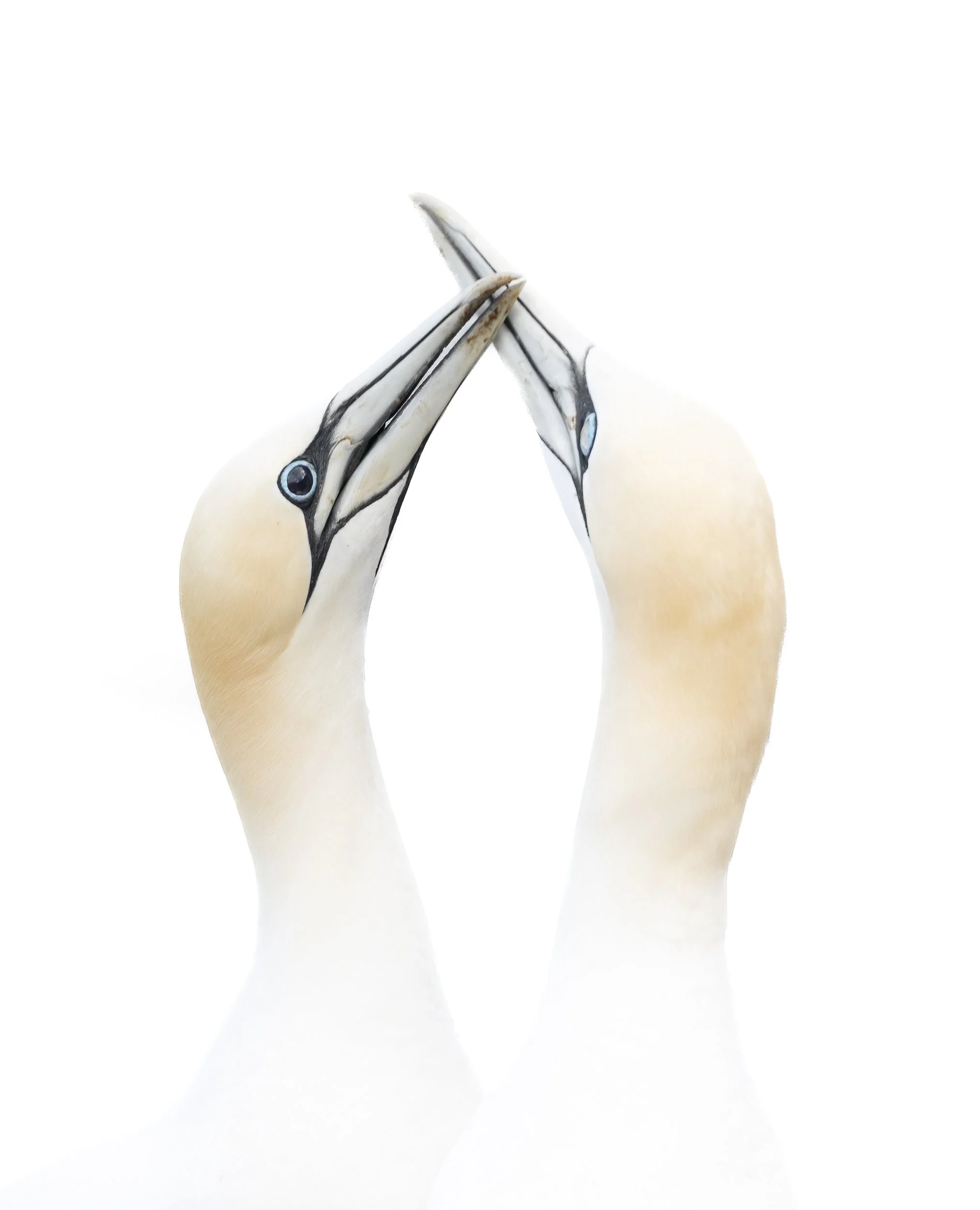 Gannets Bempton Cliffs.jpg