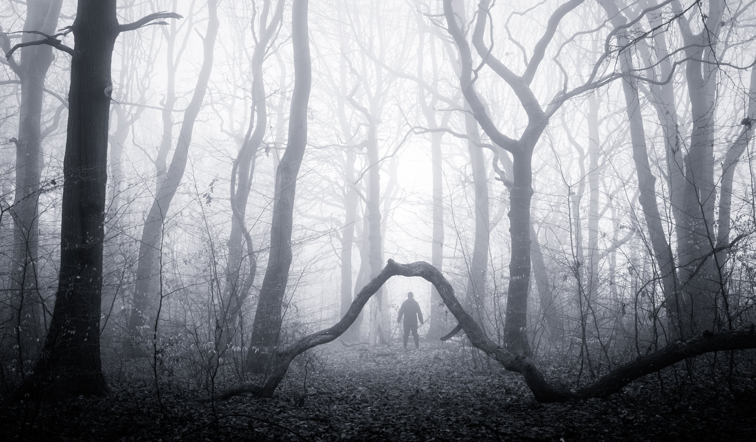 The Foggy Woodland 30.jpg