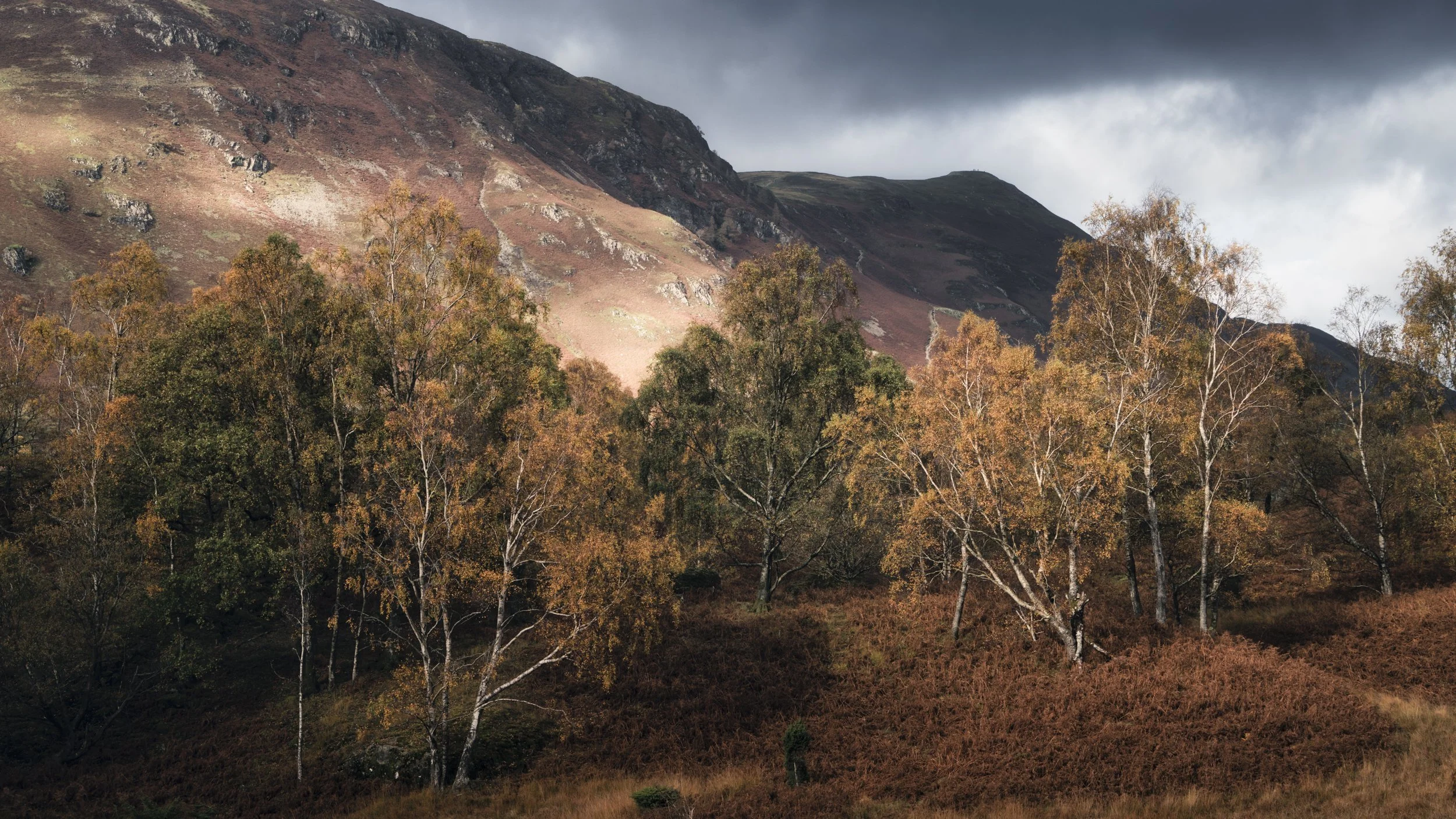 Lakedistrict Trees.jpg